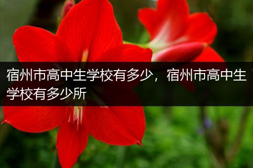 宿州市高中生学校有多少，宿州市高中生学校有多少所