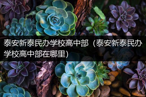 泰安新泰民办学校高中部（泰安新泰民办学校高中部在哪里）