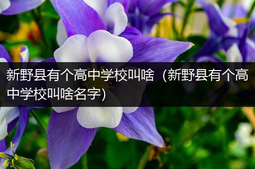 新野县有个高中学校叫啥（新野县有个高中学校叫啥名字）