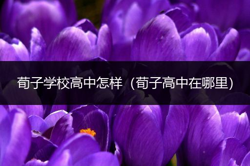 荀子学校高中怎样（荀子高中在哪里）