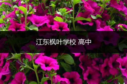 江东枫叶学校 高中